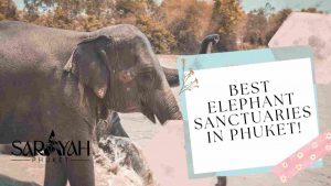 Best Elephant Sanctuaries in Phuket!